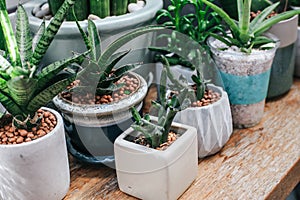 Green houseplants cactus succulent aloe vera, gasteria duval, parodia warasii in sponge clays