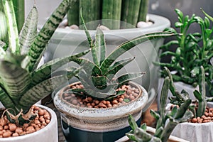 Green houseplants cactus succulent aloe vera, gasteria duval, parodia warasii in sponge clays