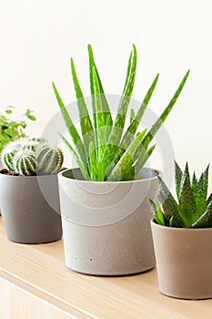 Green houseplants cactus succulent aloe vera, gasteria duval, pilea depressa, parodia warasii