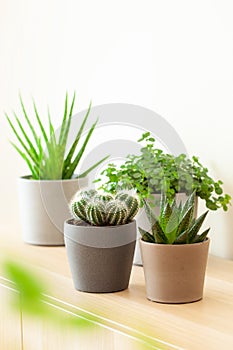 Green houseplants cactus succulent aloe vera, gasteria duval, pilea depressa, parodia warasii