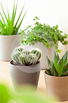 Green houseplants cactus succulent aloe vera, gasteria duval, pilea depressa, parodia warasii