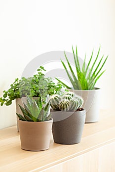 Green houseplants cactus succulent aloe vera, gasteria duval, pilea depressa, parodia warasii