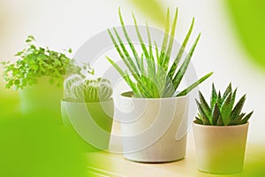 Green houseplants cactus succulent aloe vera, gasteria duval, pilea depressa, parodia warasii