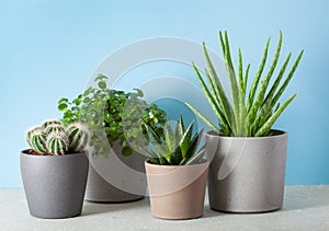 Green houseplants cactus succulent aloe vera, gasteria duval, pilea depressa, parodia warasii