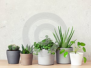 Green houseplants cactus succulent aloe vera, gasteria duval, pilea depressa, parodia warasii, ficus