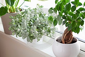 Green houseplants fittonia, monstera and ficus microcarpa ginseng in white flowerpots on window