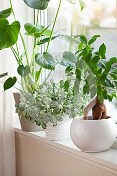 Green houseplants fittonia, monstera and ficus microcarpa ginseng in white flowerpots on window