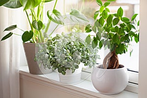 Green houseplants fittonia, monstera and ficus microcarpa ginseng in white flowerpots on window