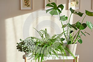 Green houseplants fittonia, nephrolepis and monstera in white flowerpots