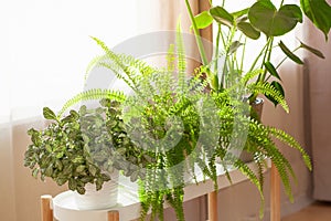 Green houseplants fittonia, nephrolepis and monstera in white flowerpots on window photo