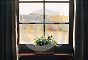 Green houseplants in the pot on the windowsill. Country house vintage window with curtains view