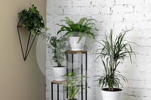 green houseplants on stand by white brick wall in living room. air purifying plants