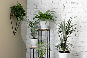 green houseplants on stand by white brick wall in living room. air purifying plants photo