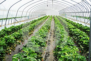 Green Houses Constructions On Strawberry Fields