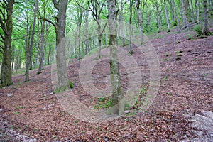 Green hues of beech forest on Monte Cucco, Italy