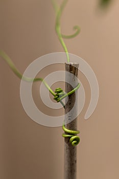 Green hug - plant and wooden stick photo