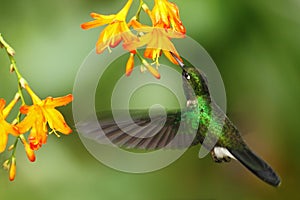 Green humingbird Tourmaline Sunangel, Heliangelus exortis, flying next to beautiful yellow orange flower, Costa Rica photo