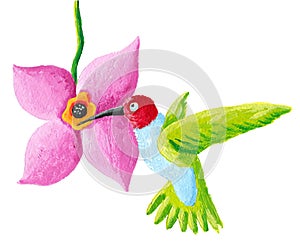 Green humming bird and flower