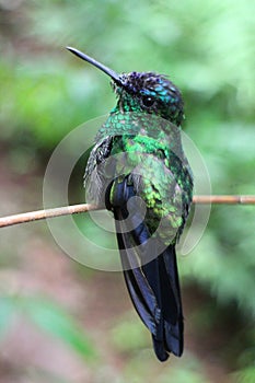 Green Hummingbird photo