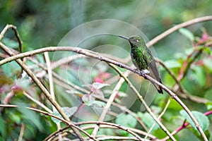 Green Hummingbird in Colombia photo