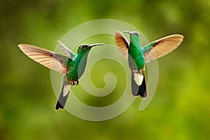 Green hummingbird from Colombia, green bird flying next to beautiful red flower, action feeding scene in green tropical forest,