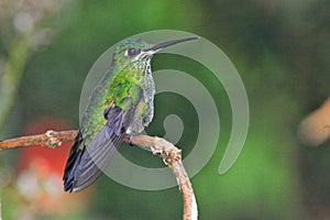 Green hummingbird in Ecuador