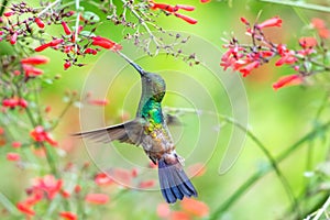 Green hummingbird feeding on red flowers in a garden