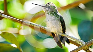 Green hummingbird found in the Atlantic Forest photo