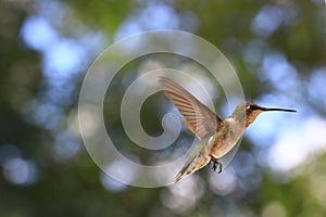 Green Hummingbird Frozen in Time