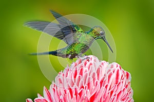 Green hummingbird Green-crowned Brilliant, Heliodoxa jacula, near pink bloom with pink flower background in Ecuador. Action fly wi