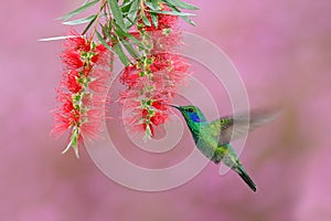 Green hummingbird Green Violet-ear, Colibri thalassinus, flying next to beautiful pink and violet flower, Savegre, Panama