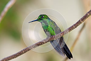 Green hummingbird perched in a branch