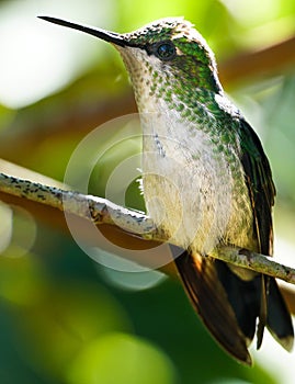 Hummingbird of the Brazilian Atlantic Forest photo