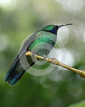 Green hummingbird perched in Monteverde Biological Reserve, Costa Rica