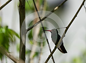 Green hummingbird perched on a tree branch.