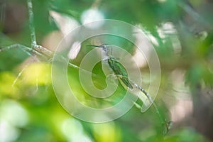 Green hummingbird pirched on a tree in a wild