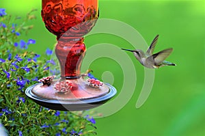 Green Hummingbird at red feeder with green background