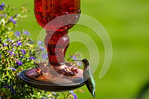 Green Hummingbird at red feeder with green background