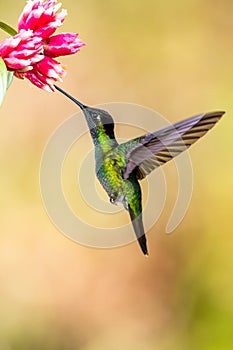 Green hummingbird Violet Sabrewing flying next to beautiful red flower. Tinny bird fly in jungle. Wildlife in tropic Costa Rica.