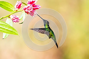 Green hummingbird Violet Sabrewing flying next to beautiful red flower. Tinny bird fly in jungle. Wildlife in tropic Costa Rica.