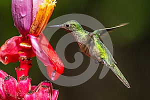 Green hummingbird Violet Sabrewing flying next to beautiful red flower. Tinny bird fly in jungle. Wildlife in tropic Costa Rica.