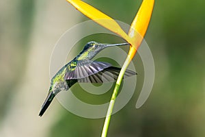 Green hummingbird Violet Sabrewing flying next to beautiful red flower. Tinny bird fly in jungle. Wildlife in tropic Costa Rica.