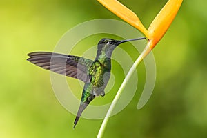 Green hummingbird Violet Sabrewing flying next to beautiful red flower. Tinny bird fly in jungle. Wildlife in tropic Costa Rica.