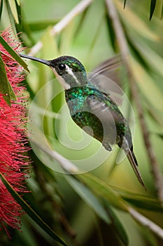 Green hummingbird Violet Sabrewing flying next to beautiful red flower. Tinny bird fly in jungle. Wildlife in tropic Costa Rica.