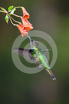 Green hummingbird Violet Sabrewing flying next to beautiful red flower. Tinny bird fly in jungle. Wildlife in tropic Costa Rica.