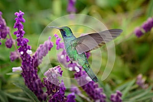 Green hummingbird Violet Sabrewing flying next to beautiful red flower. Tinny bird fly in jungle. Wildlife in tropic Costa Rica.