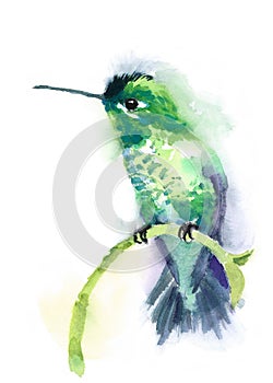 Green Hummingbird Watercolor Bird Illustration Hand Drawn