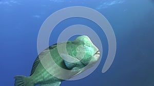 Green humphead parrotfish Bolbometopon muricatum in blue water in Red sea