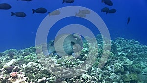 Green humphead parrotfish Bolbometopon muricatum in blue water in Red sea