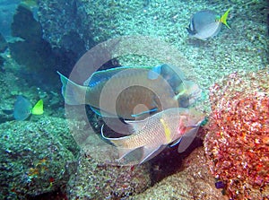 A Green Humphead Parrotfish Munches on Live Coral